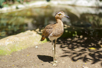 Stone-Curlew