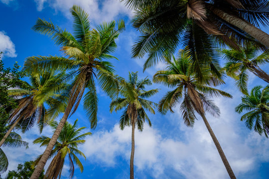 Coconut palm tree on blue sky background