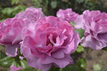 Obraz premium Amazing roses at Araucano Park in Santiago, Chile