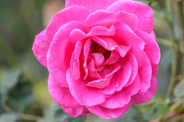 Background of bouquet of pink blooming 