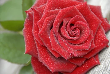Fotobehang Rode liggende roos op hout © Carmela