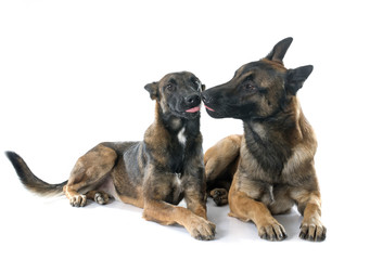 belgian shepherd dogs