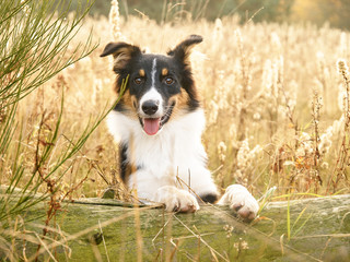 Welpe Junghund auf Wiese