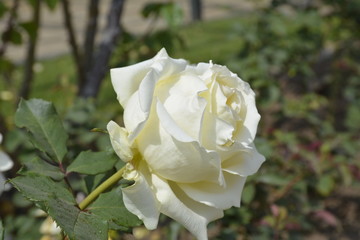 Amazing roses at Araucano Park in Santiago, Chile