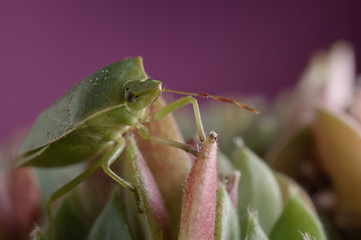 Green insect stinkbug on sempervivum  succulent plant against pi