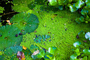 Green Pond