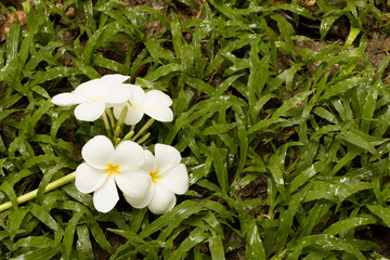 plumeria flowers white color wall nature background tropical