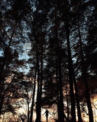 woman silhouette in the autumn pine forest
