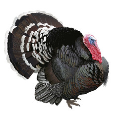 Turkey.
Hand drawn vector illustration of a male turkey showing off its beautiful plumage.White background, highly detailed realistic representation.