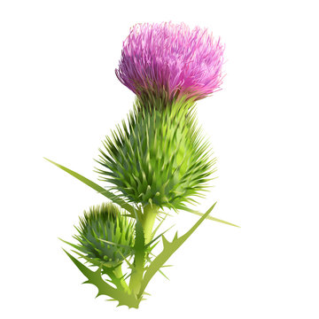 Thistle. 
Hand drawn vector illustration of a thistle flower and bud with accurate details in realistic style.White background.
