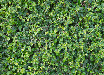 Trimmed Bush Texture