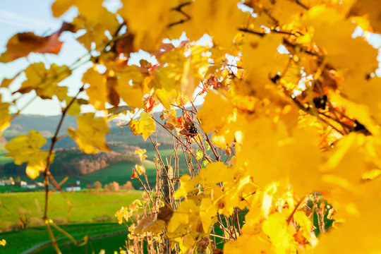 Late autumn in the vineyard.
