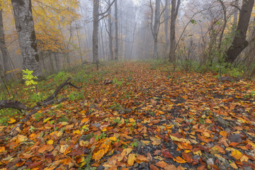 Fog in the autumn forest