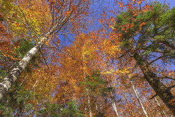 Autumn in the forest