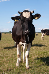 Krowy na pastwisku © SCRIBA