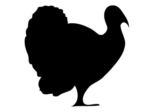 Vector illustration. The black silhouette of a turkey on a white background.