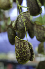 The Nepenthes or Monkey Cups