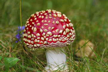 Red fly agaric in the grass in the wood. Selective focus