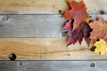 Naklejka na ściany i meble Autumn Maple Leaves Framing Rustic Wood Background