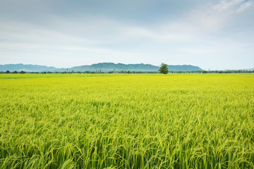 Obraz premium Paddy jasmine rice farm in Thailand
