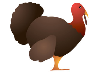 Vector illustration. Turkey on white background.