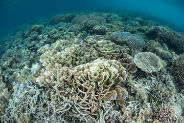 Naklejka premium Corals Beginning to Bleach