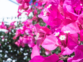 In front of a bougainvillea