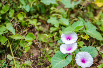 Morning Glory flower