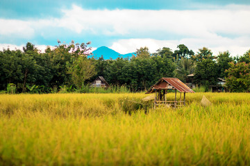 Fototapeta na wymiar Natural rice field, cottage and mountain in Thailand