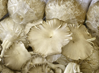  Oyster mushroom in Thailand farm