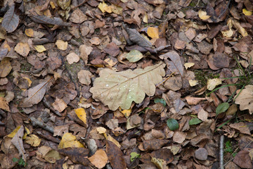 Autumn forest on a cloudy day