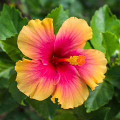 Hibiscus flower in the garden
