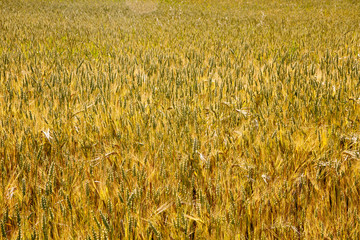 Pole zboża © SCRIBA