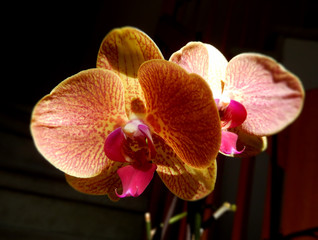 Closeup on orange orchids