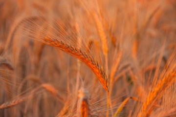 Wieczorne pole zboża © SCRIBA