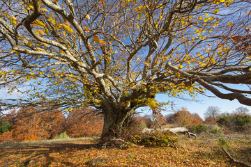 Albero isolato con rami spogli