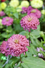 Pink zinnia flowers