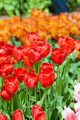 Tulips. Spring flower. beautiful flowers