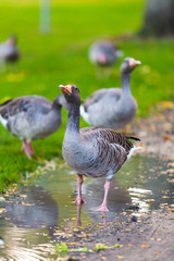 Goose. Wild goose