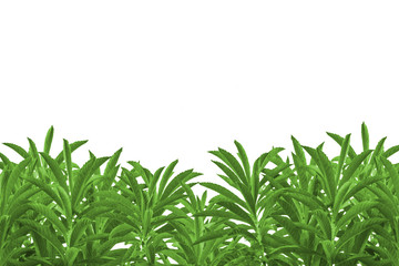 Fototapeta premium Isolated Tree Plants Background