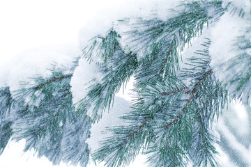 Snow-covered pine forest. Christmas