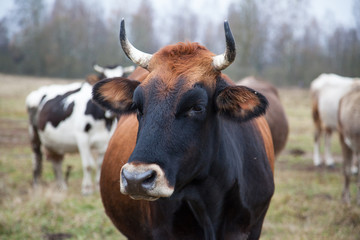 groomed cow on the lawn in the fall