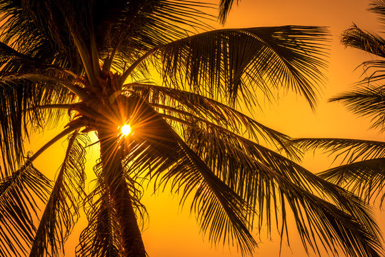 Tops of palm trees with sun behind