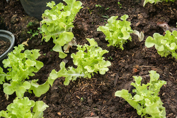 lettuce vegetable agriculture plant