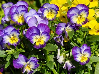 Flowering blue and yellow pansies Viola tricolor