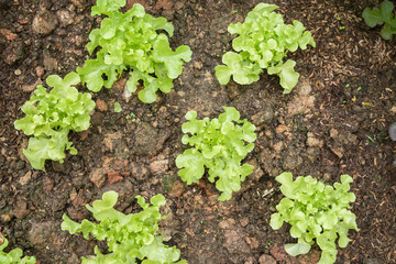 lettuce vegetable agriculture plant