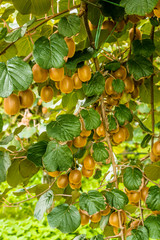 cultivation of kiwi