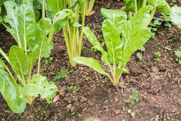 lettuce vegetable agriculture plant
