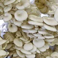 Oyster mushroom in Thailand farm
