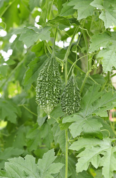 Balsam Apple
